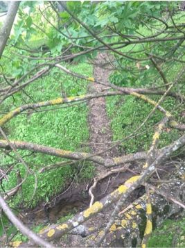 Briones_Animal_Trail.jpg