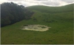 Briones_Standing_Water.jpg