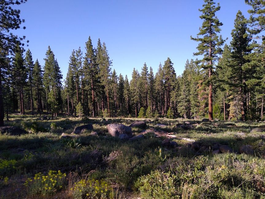 Burton_Creek_Meadow_1.jpg