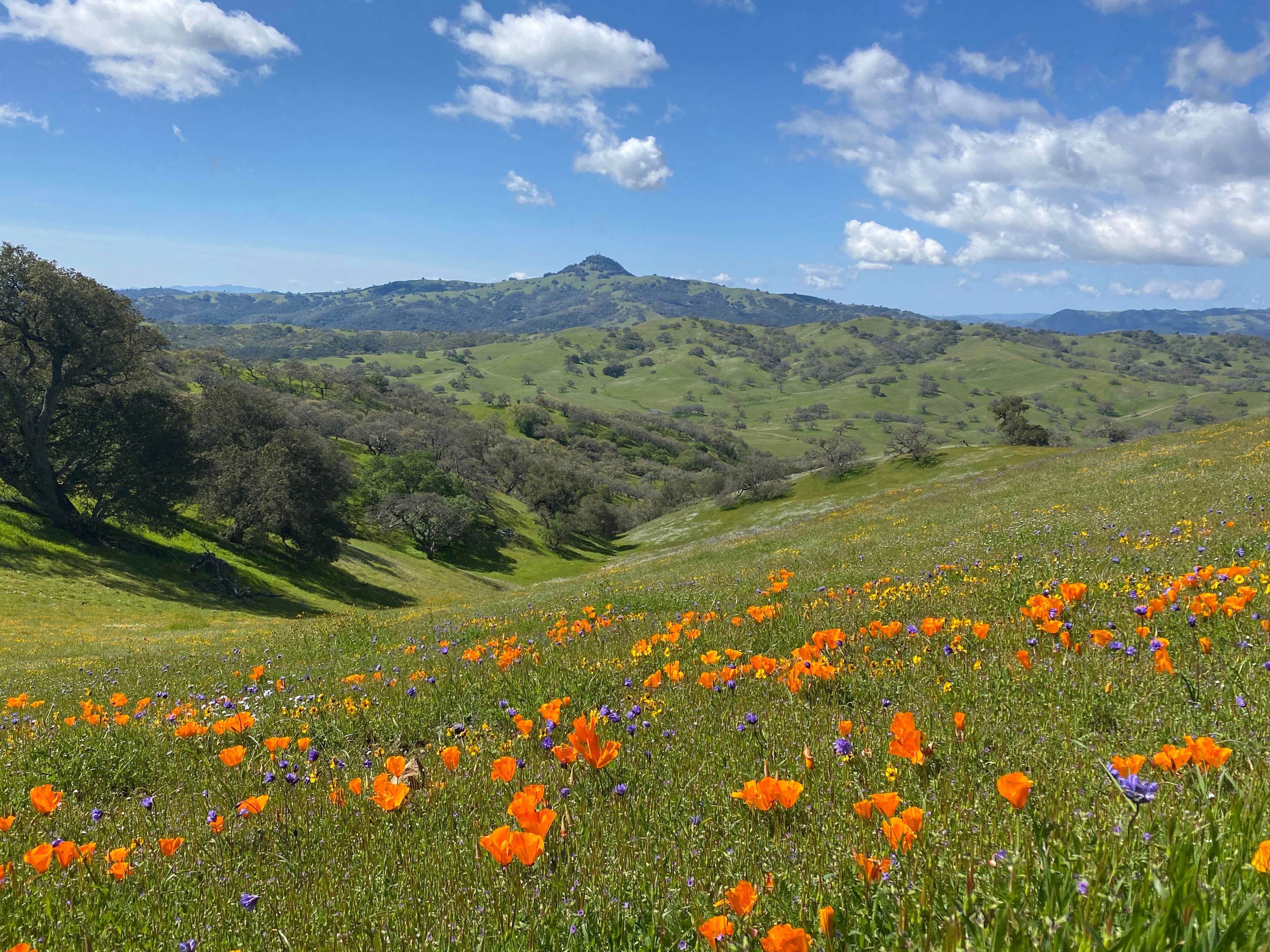 Spring in Pacheco